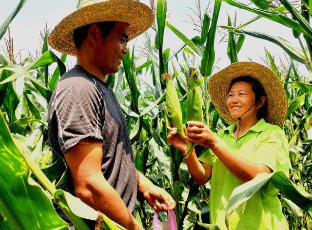 6元一根“新东方”玉米 农民赚多少