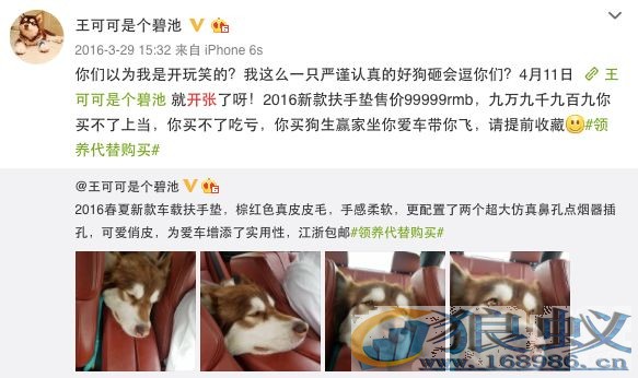 “狗生赢家”王可可!王思聪爱犬淘宝开店年入3000万 “狗生赢家”王可可!王思聪爱犬淘宝开店年入3000万